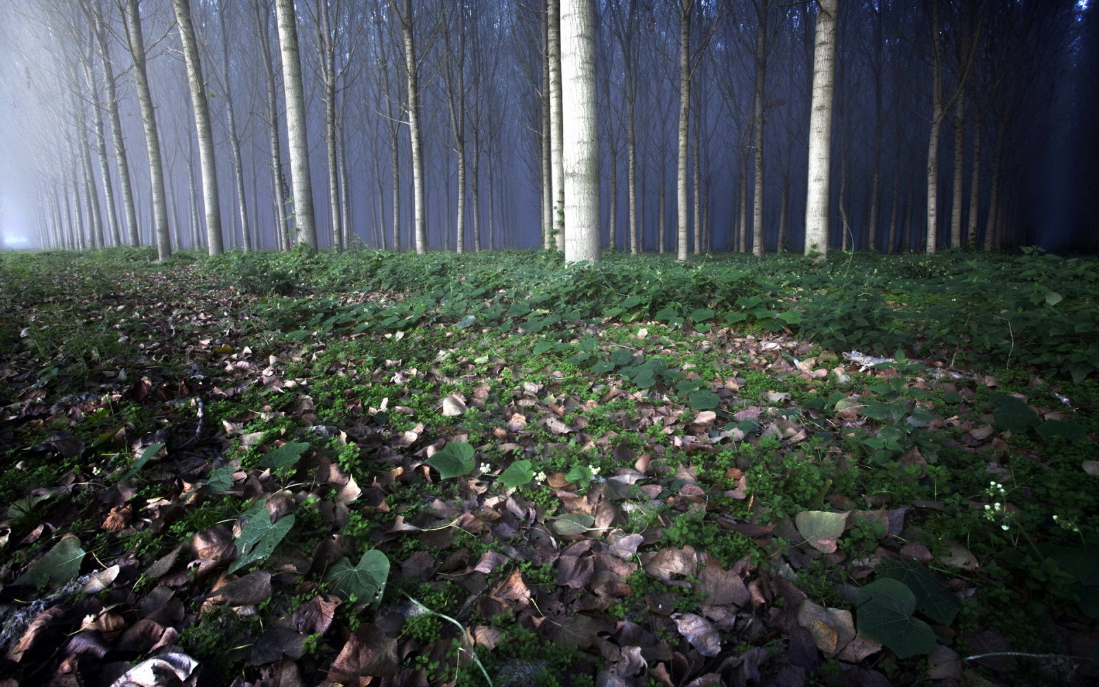 natuur, bomen, bladeren