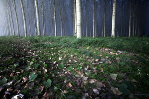 bladeren, natuur, bomen