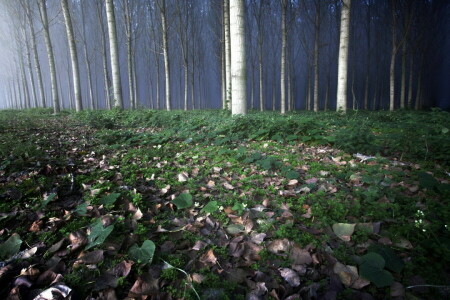 frunze, natură, copaci