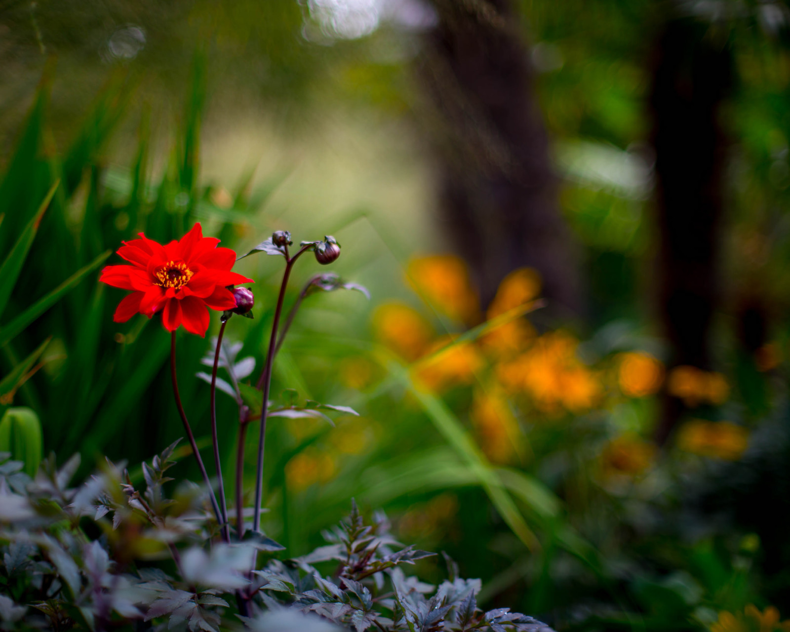 natuur, macro, rood, bloem