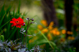 flower, macro, nature, red