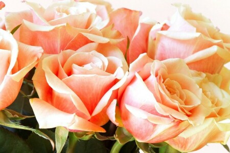 bouquet, flowers, macro, roses