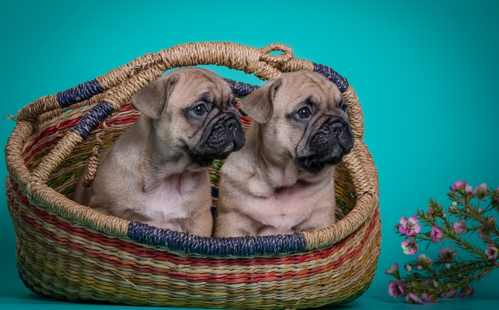 Blumen, Welpen, Duo, Französische Bulldogge