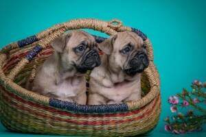 Dúo, flores, Bulldog francés, cachorros