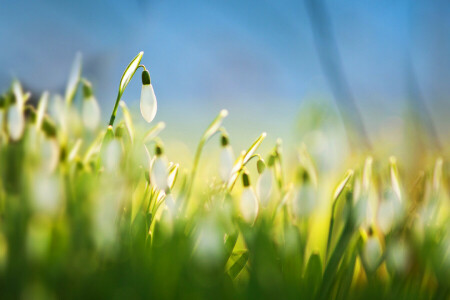 fleur, fleurs, perce-neige, blanc