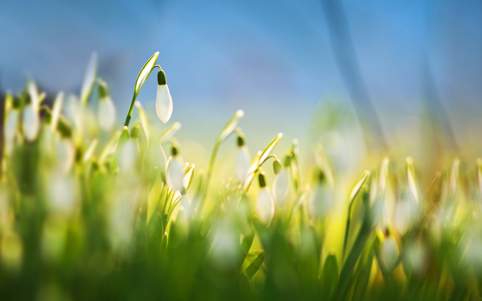 flores, branco, flor, snowdrops