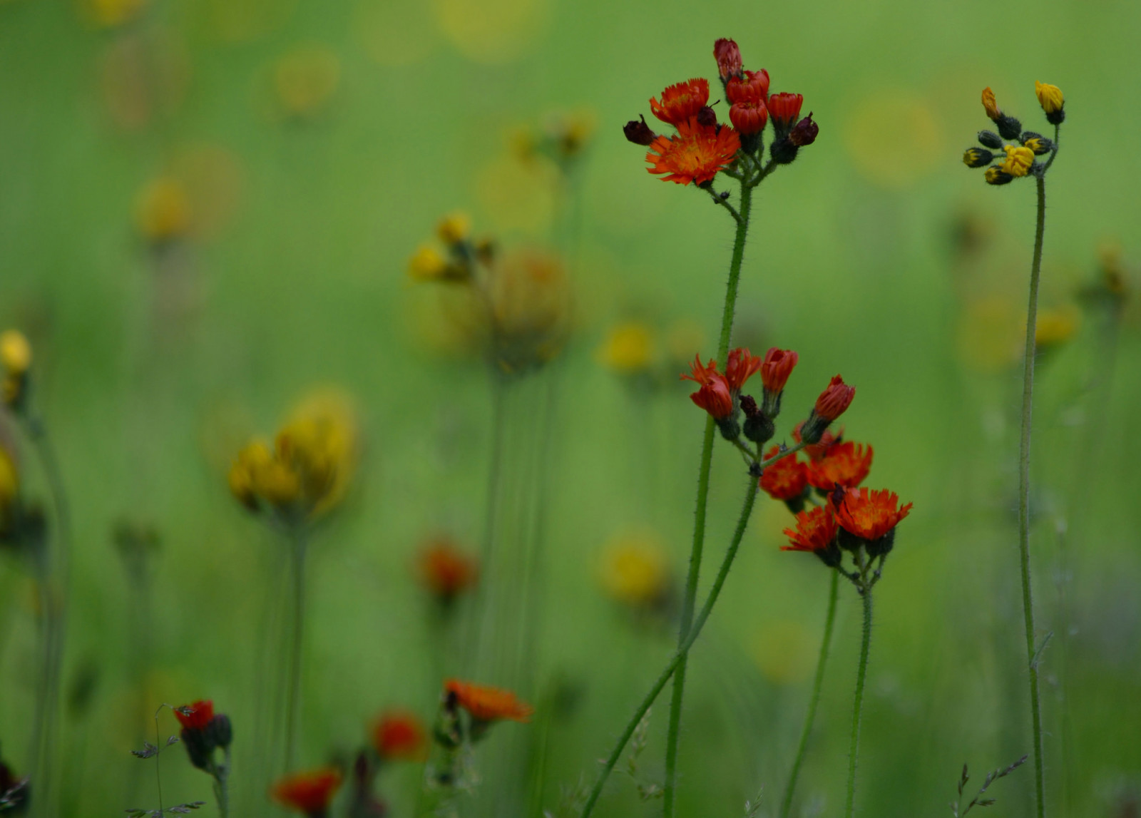 gräs, fält, blommor, växt, äng