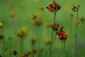 champ, fleurs, herbe, Prairie, plante