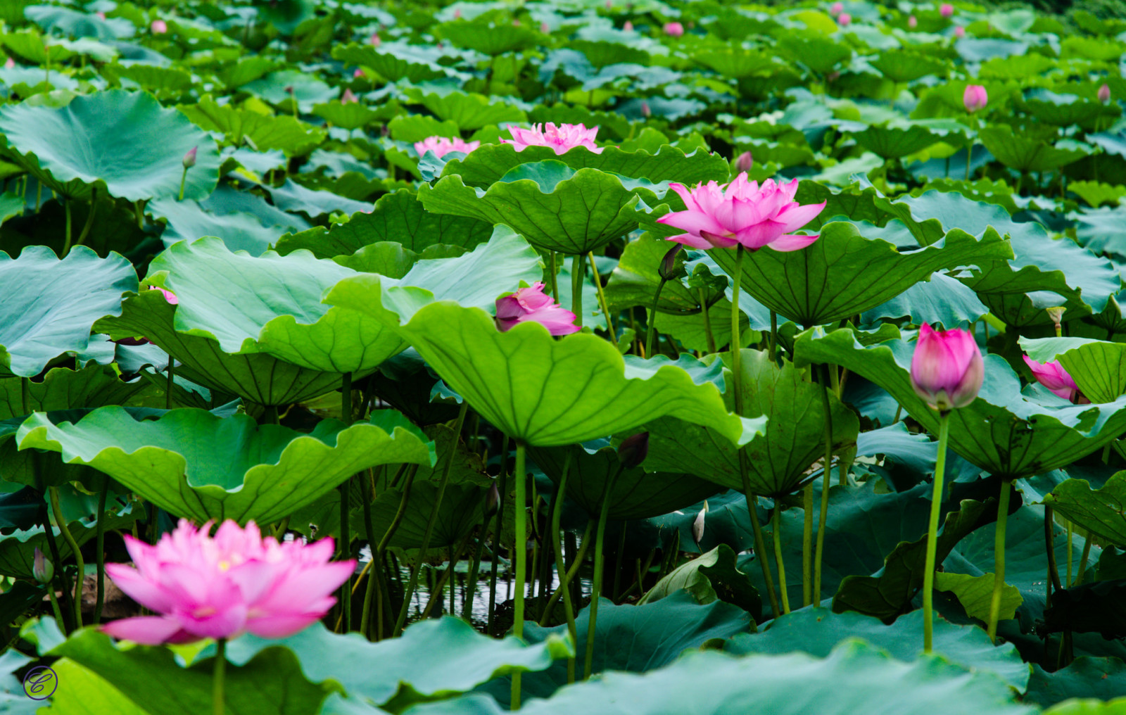 Lac, feuilles, Lotus, floraison, fleur de lotus