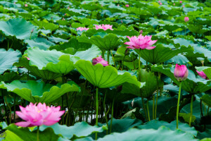 flowering, lake, leaves, Lotus, Lotus blossom