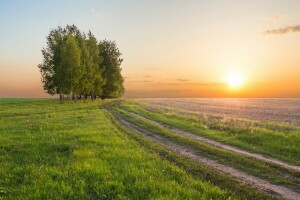 Feld, Sonnenuntergang, Bäume