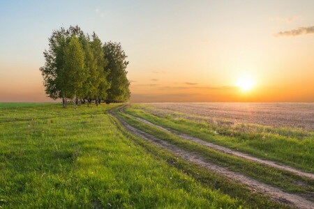 Mark, solnedgang, træer