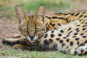 kat, gezicht, kijken, Serval, © Tambako De Jaguar