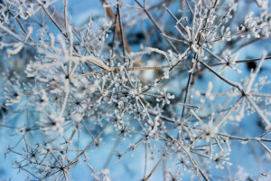 branch, macro, nature, snow, winter