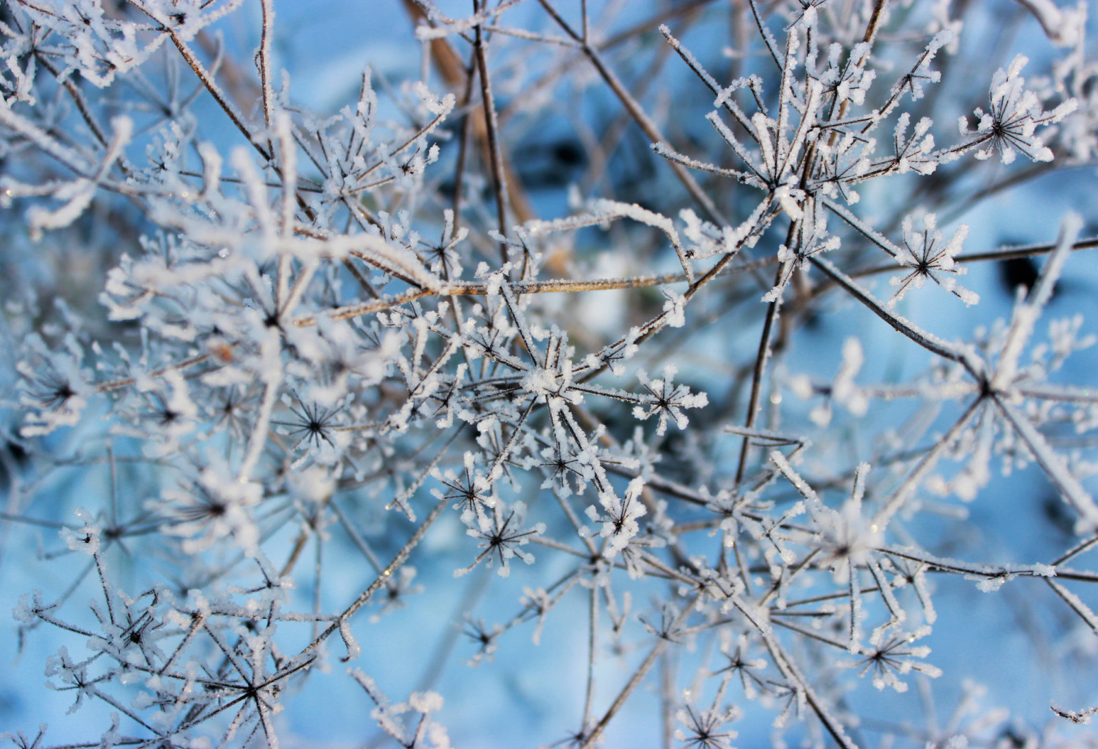 nieve, naturaleza, macro, invierno, rama