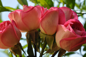 bouquet, Bud, macro, petals, roses