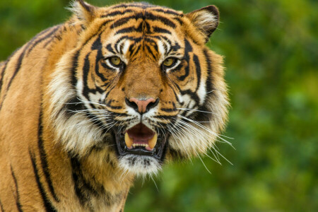 cat, face, look, Sumatran, tiger