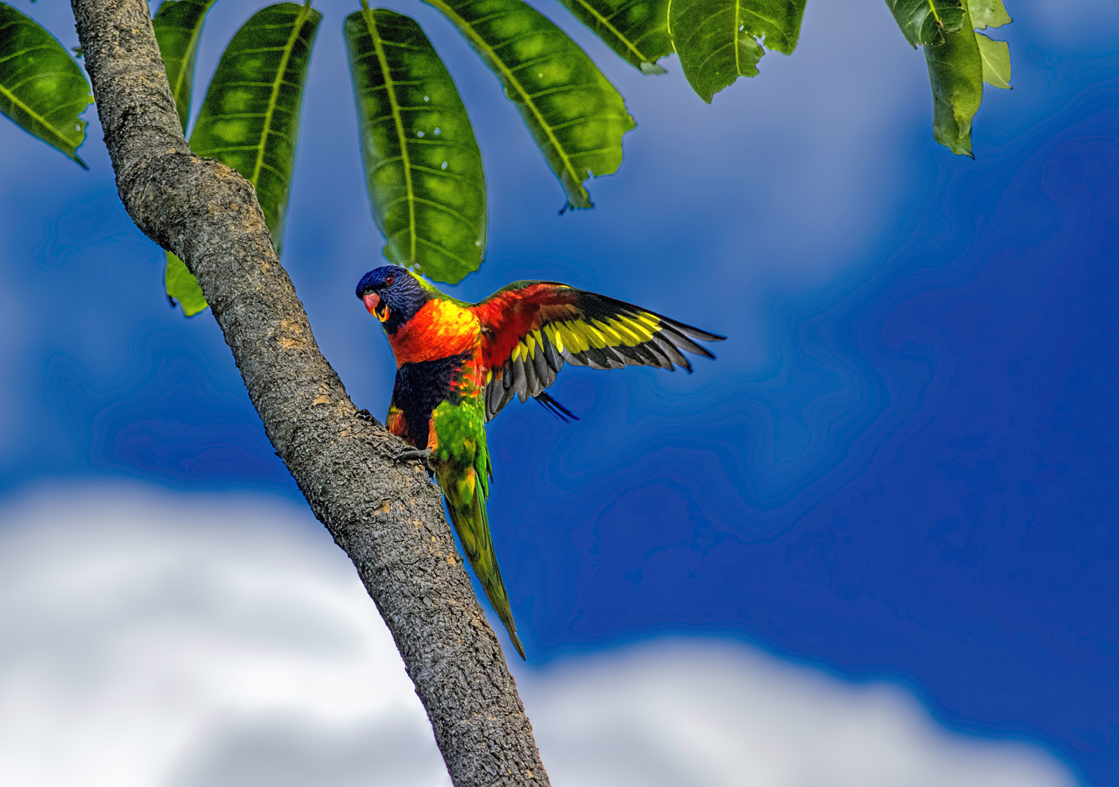 blue, the sky, clouds, leaves, parrot, Palma, Tropics