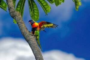 azul, nubes, hojas, Palma, loro, el cielo, Zona tropical