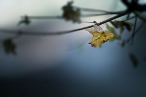 herfst, natuur, vel