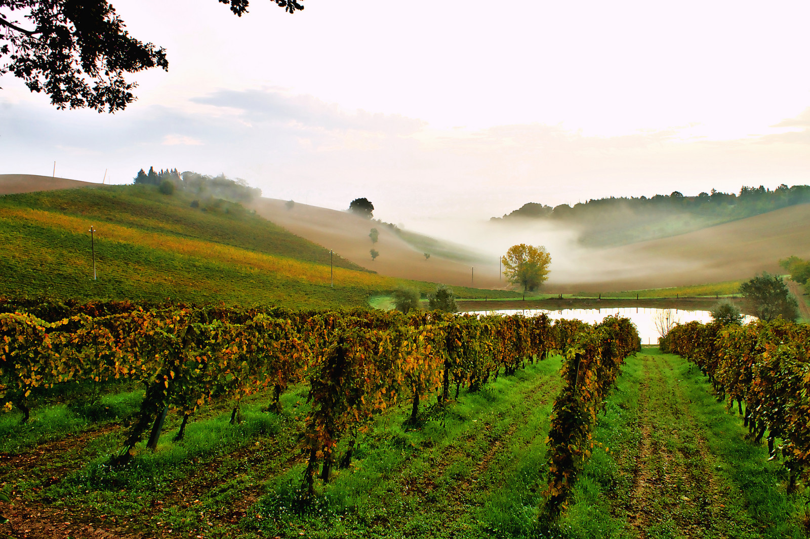 de lucht, ochtend-, Italië, heuvels, vijver, mist, wijngaard