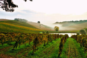 brouillard, collines, Italie, Matin, étang, Le ciel, vignoble