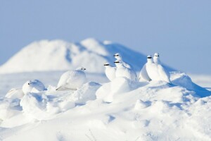 Arctic, fåglar, rapphöns, snö, Klipptarmigan, vinter-