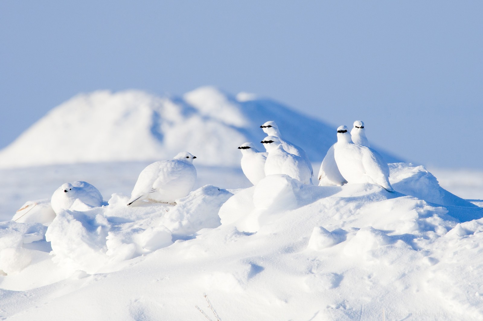 Schnee, Winter, Vögel, Arktis, Rebhuhn, Der Steinschneehuhn