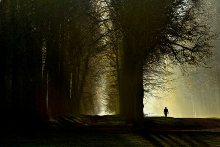 licht, ochtend-, natuur, mensen, bomen, wandelen