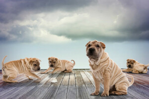 Board, clouds, dogs, Hamster, photoshop, play, puppies, Sharpay