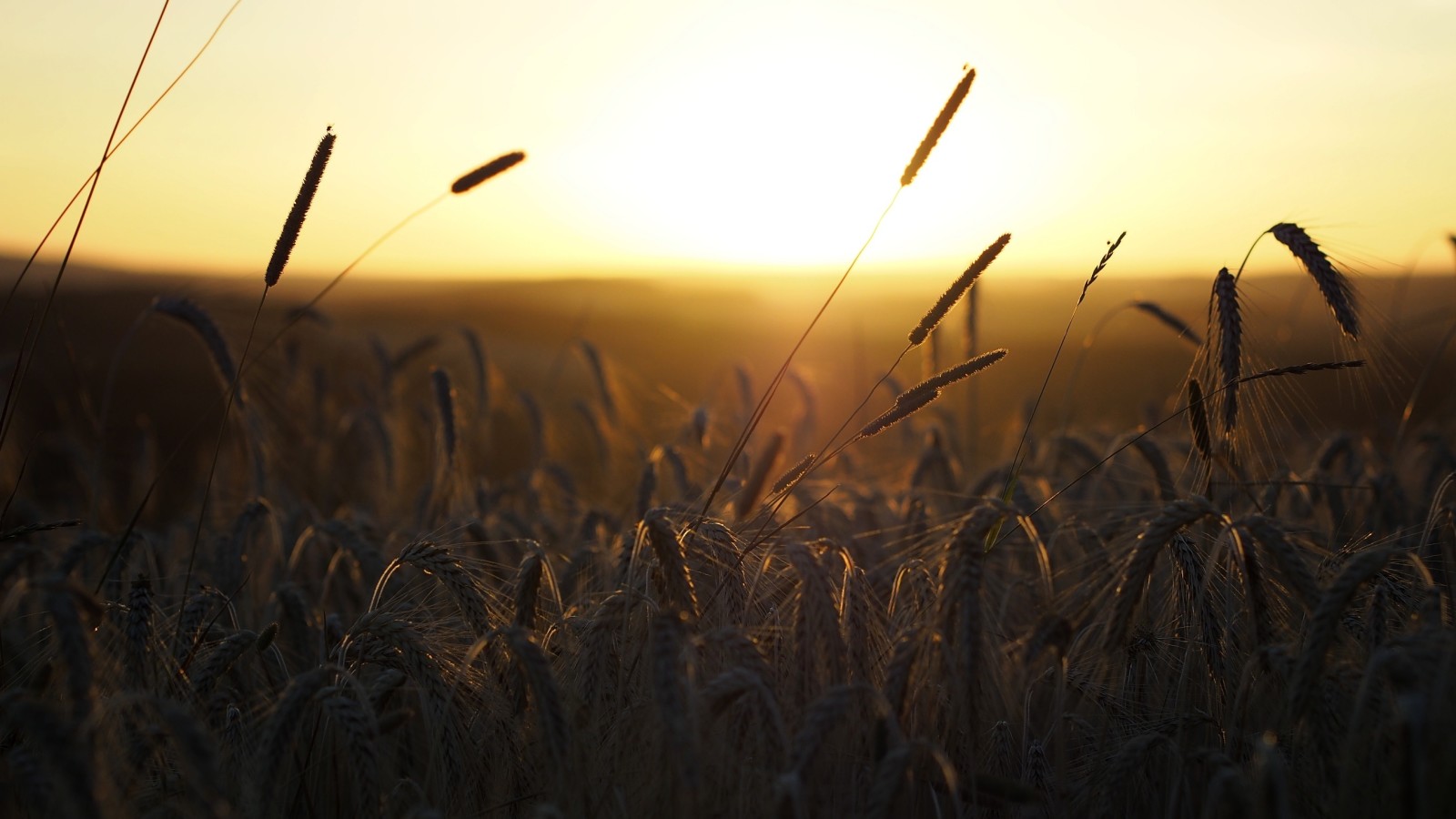 field, morning, ears