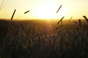 orecchie, campo, mattina