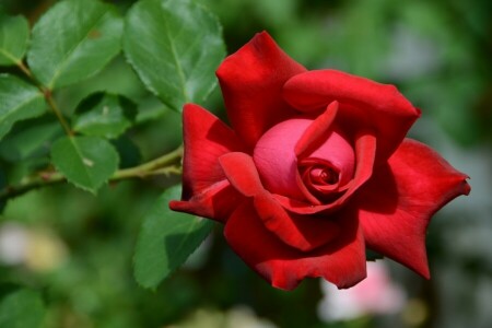 Bud, macro, petals, rose