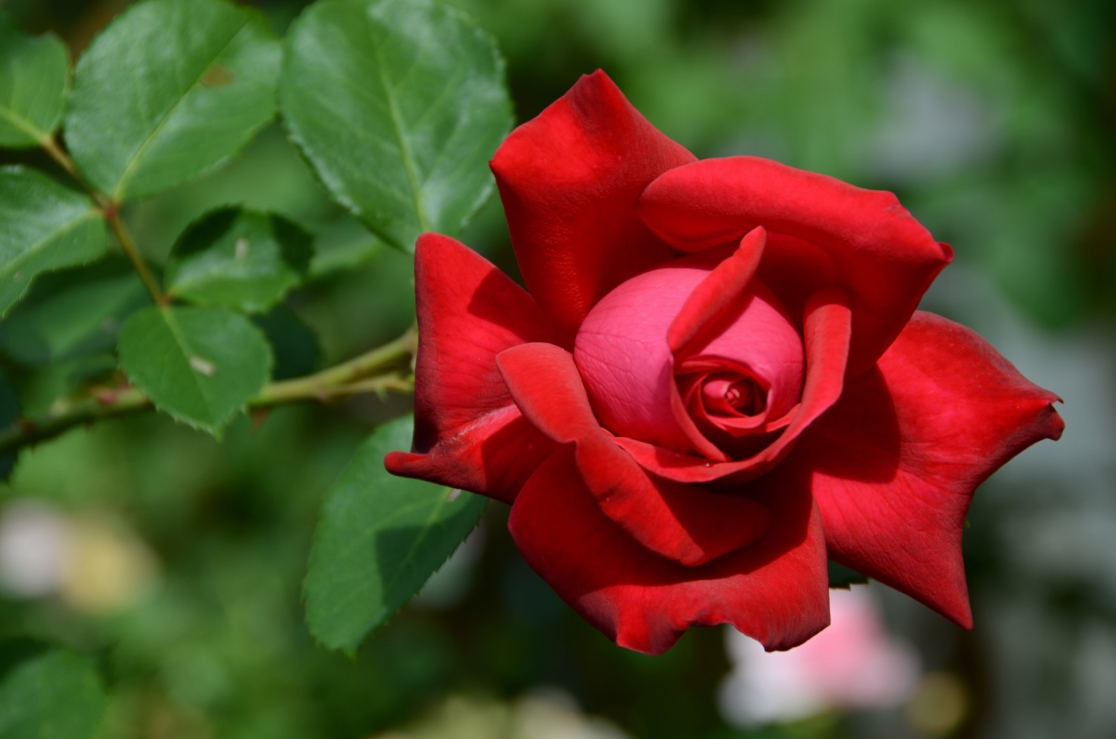 macro, rosa, pétalas, Bud