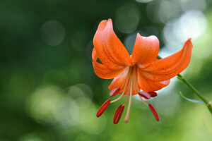 bloem, Lelie, natuur, bloemblaadjes, meeldraden