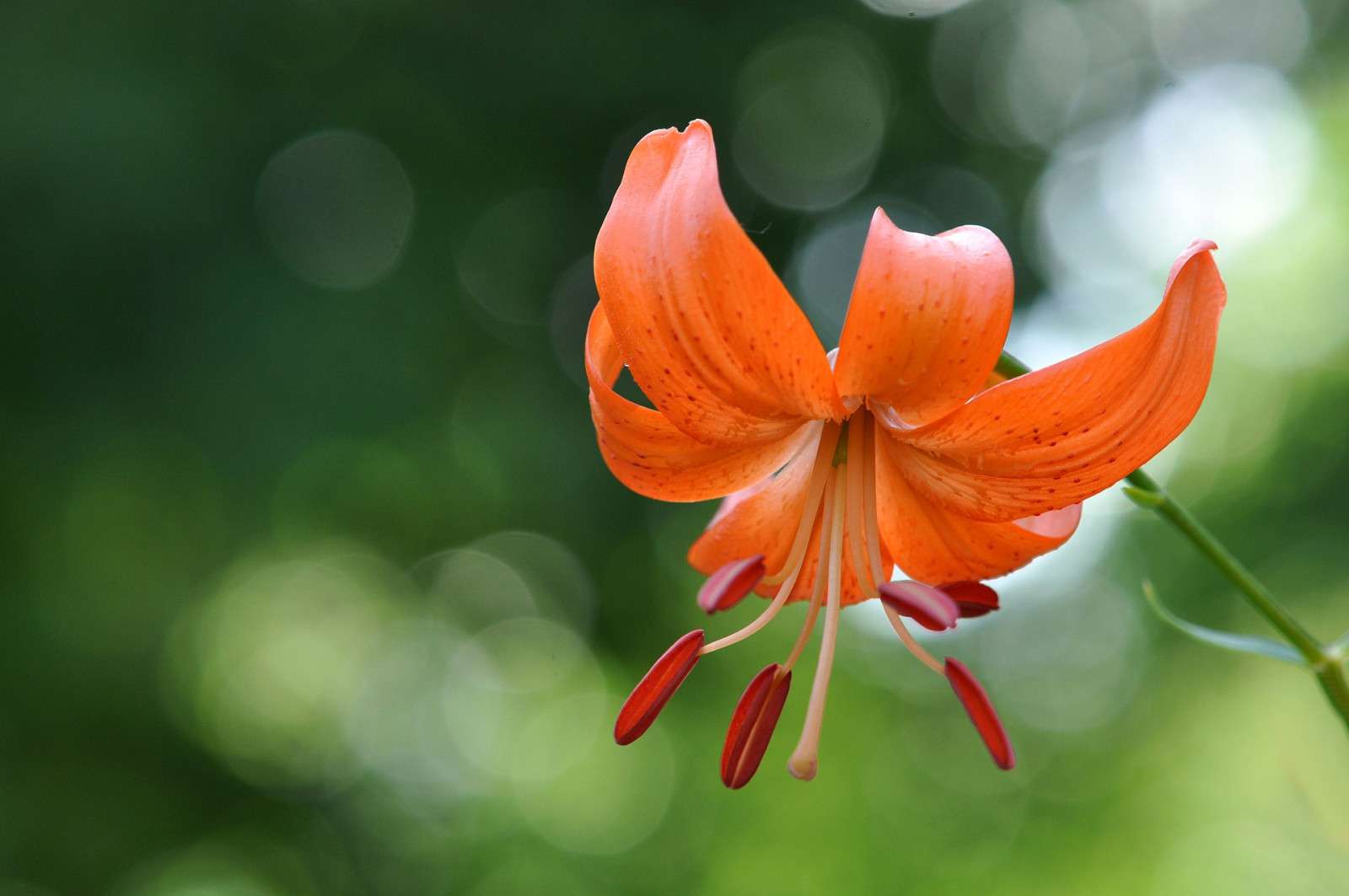 Natur, Blume, Lilie, Blütenblätter, Staubblätter