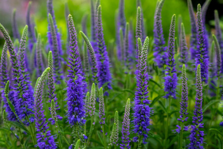 Prairie, Véronique