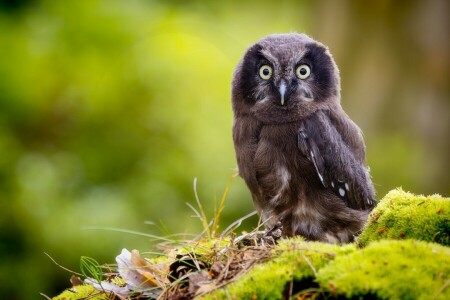 Contexte, oiseau, bokeh, poussin, mousse, hibou, Chouette de Tengmalm