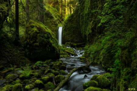 Woud, groenten, natuur, rivier-, stenen, waterval