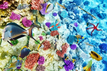 coral, coral reef, fish, Fishes, ocean, reef, The ocean, tropical