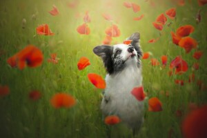 chien, fleurs, Maki, Prairie, ambiance, le border collie