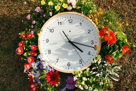 flechas, marcar, flores, césped, reloj