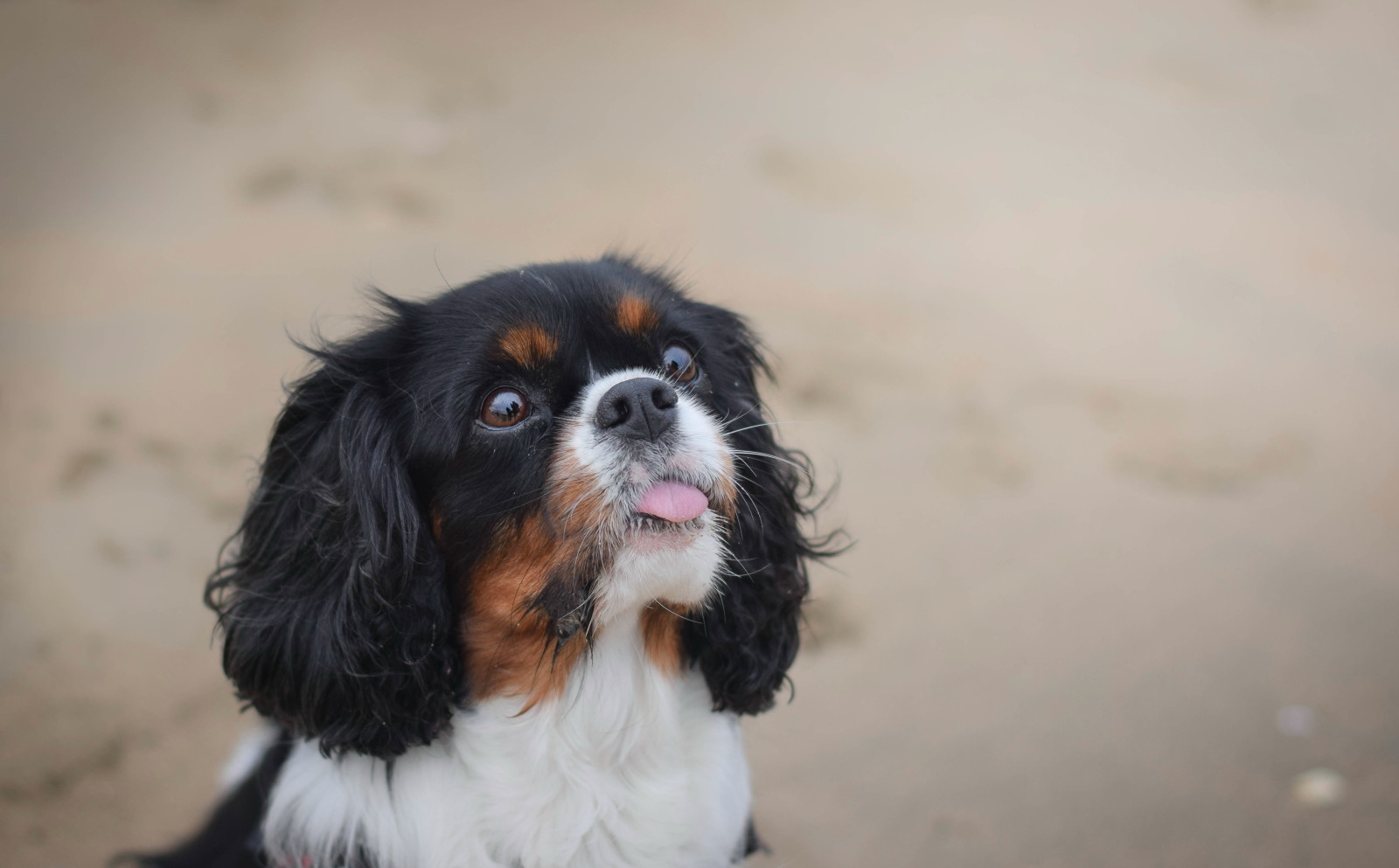 bak, köpek, her biri