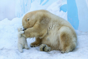 el amor de una madre, oso