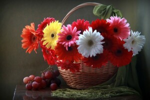 basket, Gerbera, grapes