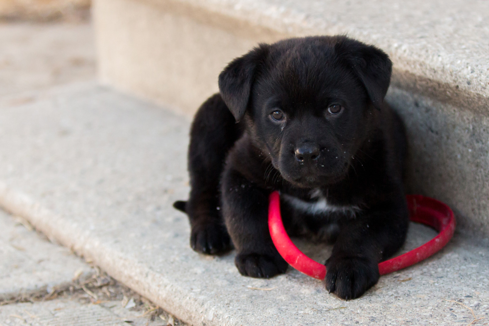 bak, köpek, köpek yavrusu