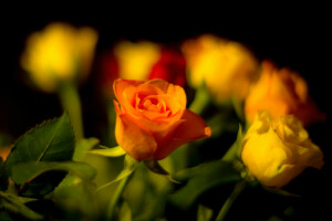 bouquet, Bourgeon, feuilles, pétales, Rose