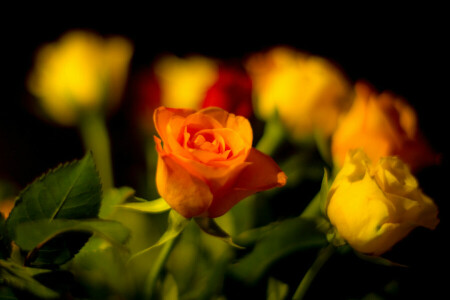 ramo de flores, Brote, hojas, pétalos, Rosa