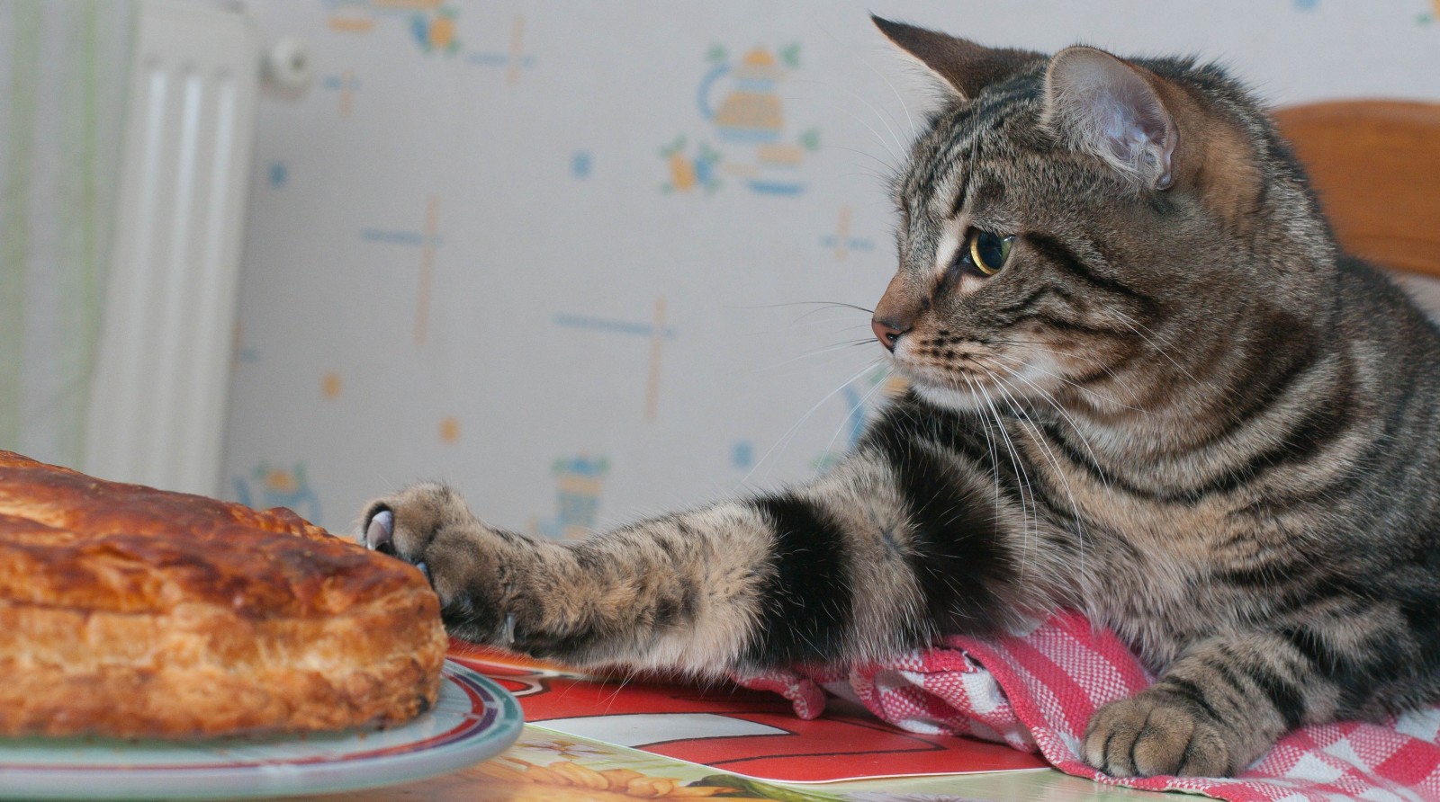 cat, Pie