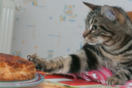 cat, Pie